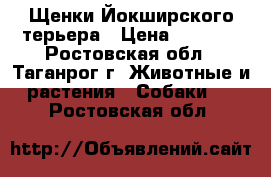 Щенки Йокширского терьера › Цена ­ 8 000 - Ростовская обл., Таганрог г. Животные и растения » Собаки   . Ростовская обл.